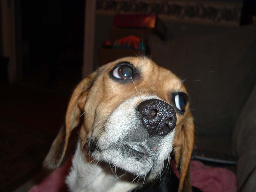 Millie