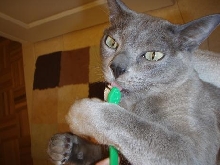 toothbrush