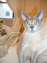 Rigby