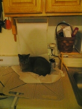 paper towel bed