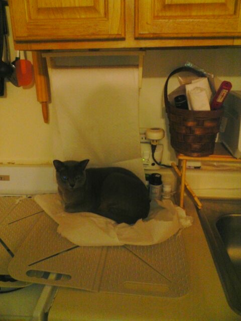 paper towel bed