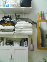 Cat Tree