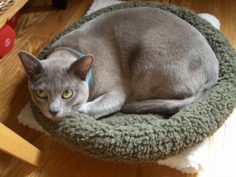 Rigby's eyes