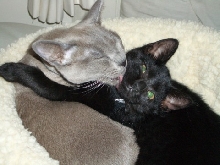 Kissing Kitties
