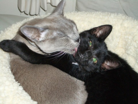 Kissing Kitties