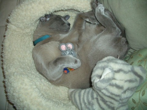 Rigby's favorite toy