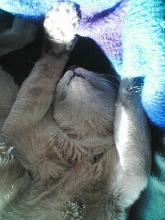 teddy bear rigby
