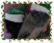 xmas 2008 card