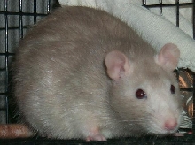 HamsterGirl the Rat
