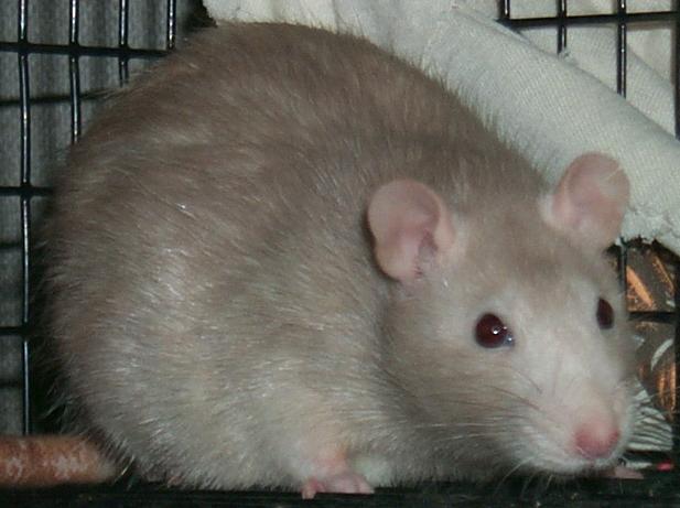 HamsterGirl the Rat