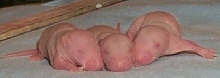 Baby Rats in a Row