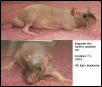 Black Hairless Male Rat