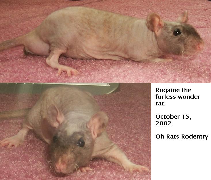 Black Hairless Male Rat