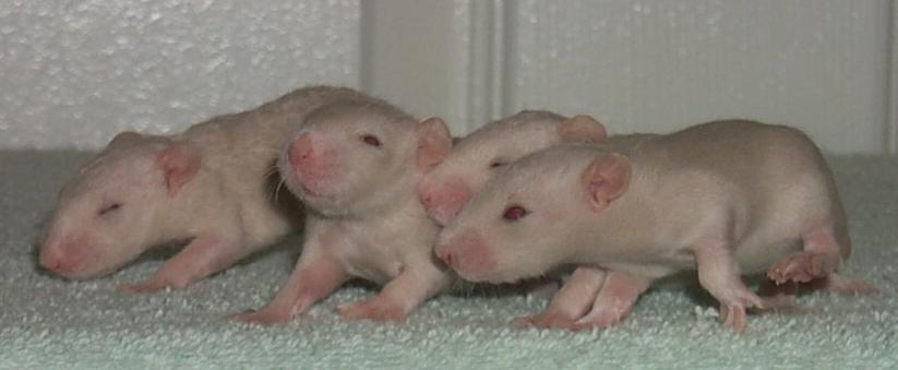 The Baby Boys...