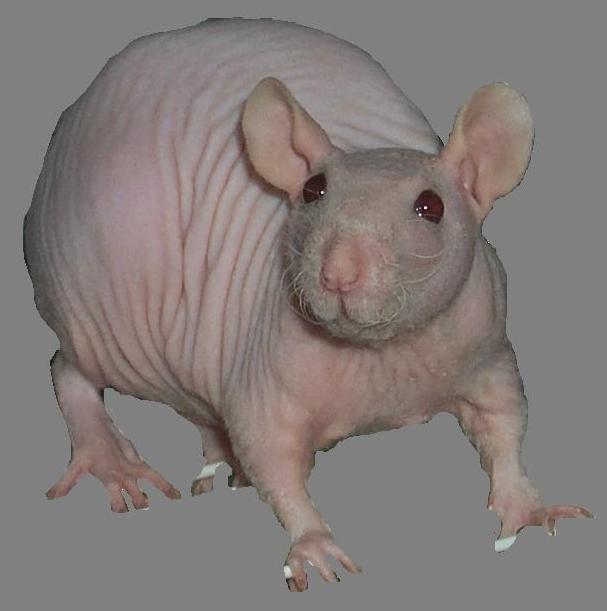 Scarlet No Haira