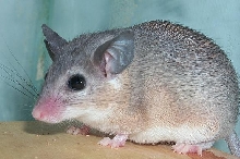 Spiny Mouse
