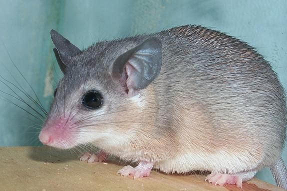 Spiny Mouse