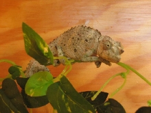 baby meller's chameleon