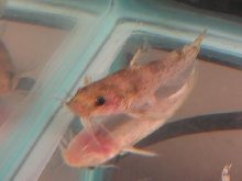 catfish?