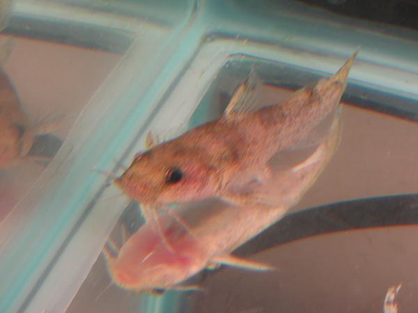 catfish?