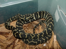 jungle carpet python 05