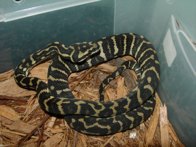 jungle carpet python 05