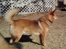 Odie backyard