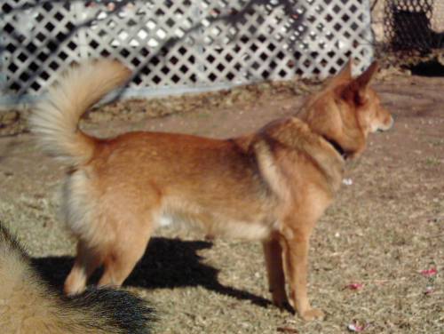 Odie backyard