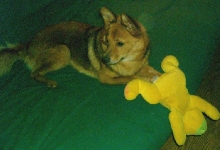 Odie and squishy