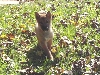 Jia 13 weeks