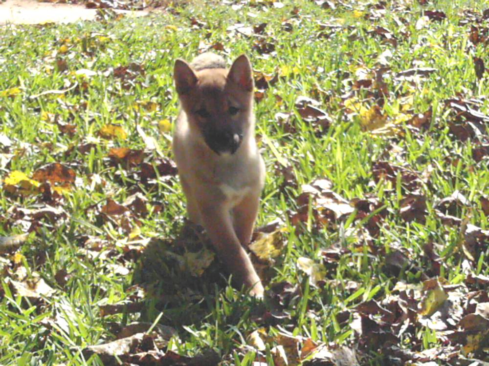 Jia 13 weeks