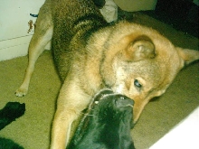 jia/digger