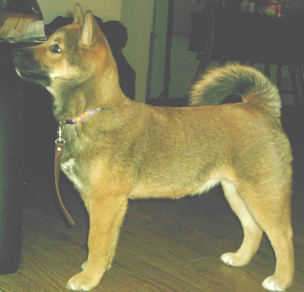 Jia 16 weeks