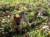 Jia 13 weeks
