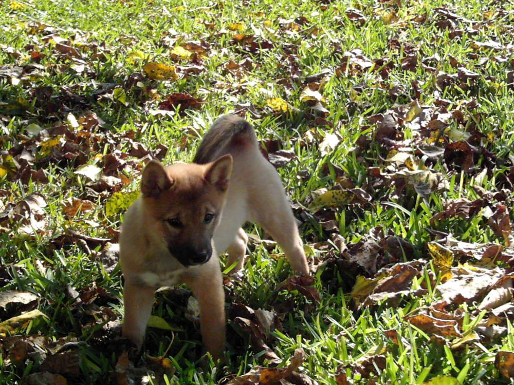 Jia 13 weeks