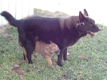 Jia and Digger