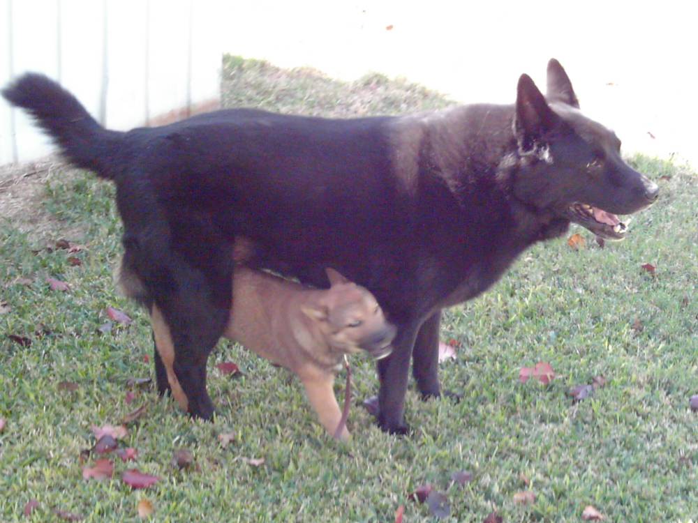 Jia and Digger