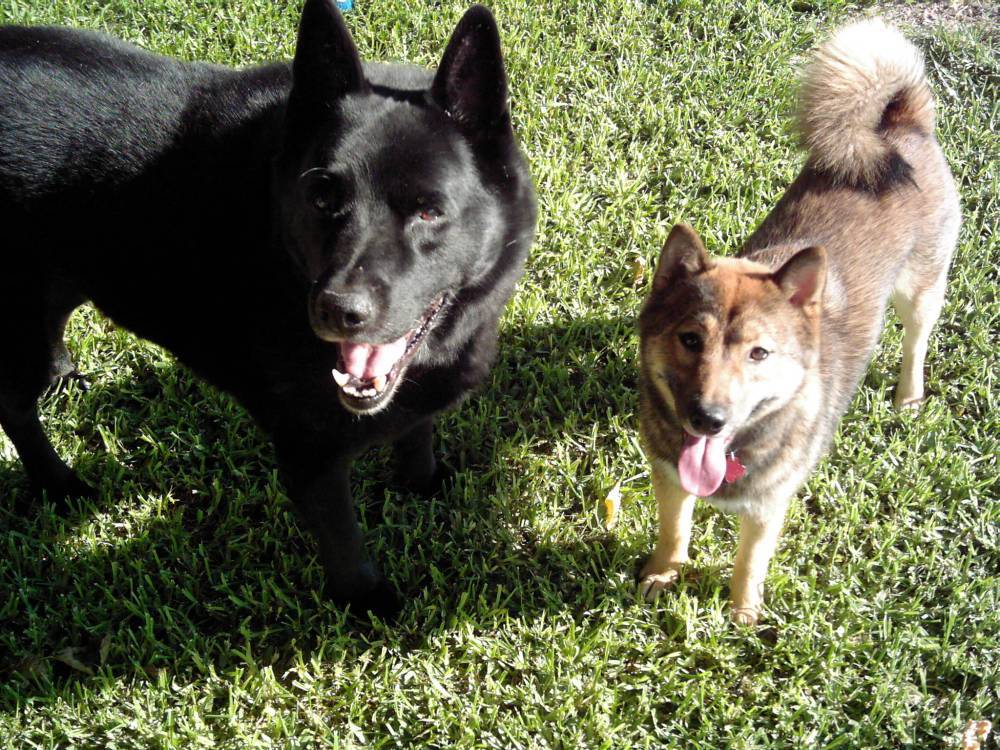 Jia and Digger 10 mos