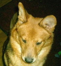 Odie Face