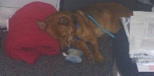 Odie Office