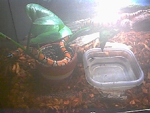 MilkSnake02