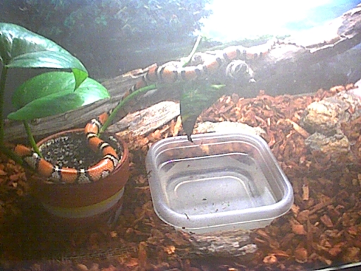 MilkSnake03