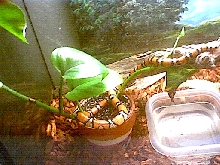 MilkSnake04