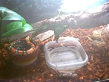 MilkSnake05