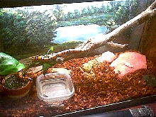 MilkSnake06