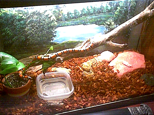 MilkSnake06