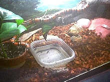 MilkSnake07