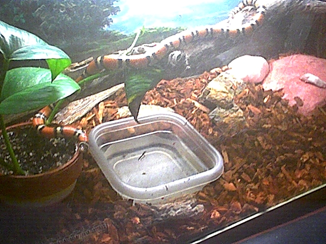MilkSnake07