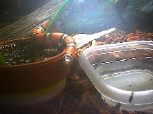 MilkSnake08
