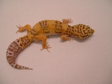 bell albino female